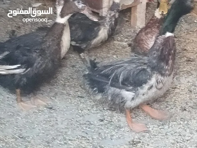 متوفر بط عدد خمسه بلدي وشرشير وشغلات العمر سنه