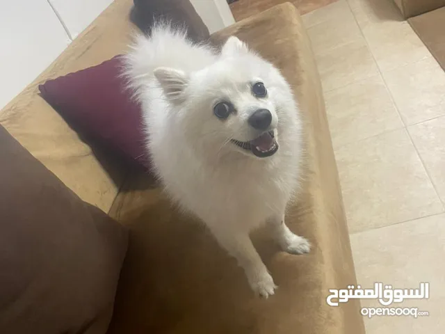 كلب سبيتز فرلندي ماخد جميع المطاعيم