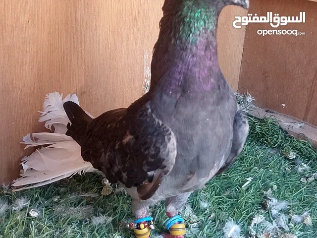 حمام للبيع