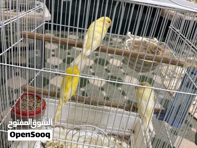كناري إيراني