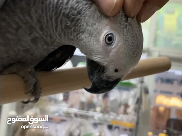 الببغاء الافريقي الرمادي متكلم بطلاقة مذهلة