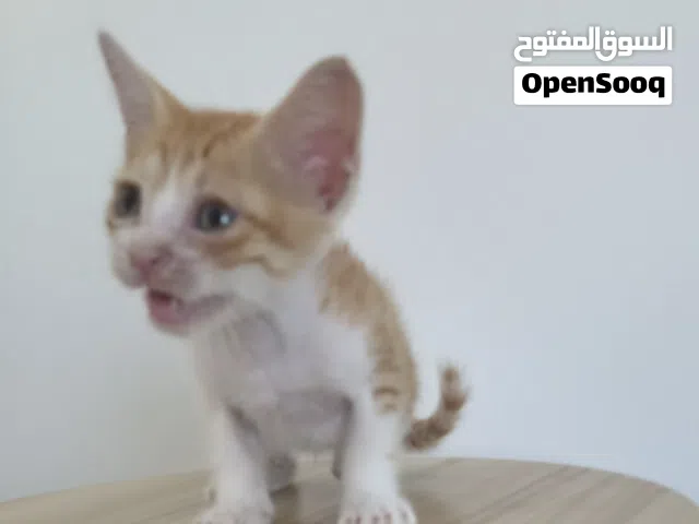 ذكر بلدي مجانا