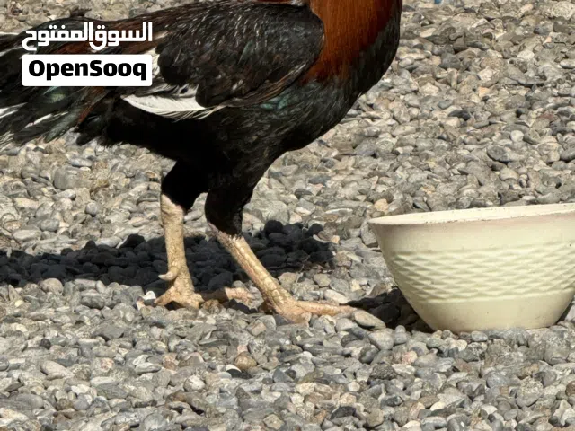 ديك باكستاني