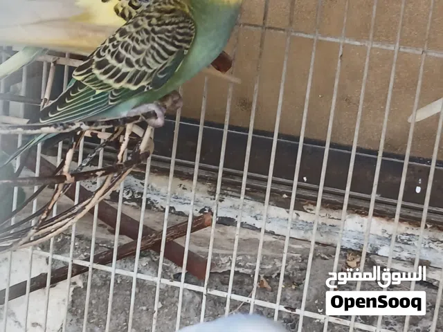Australian parakeets