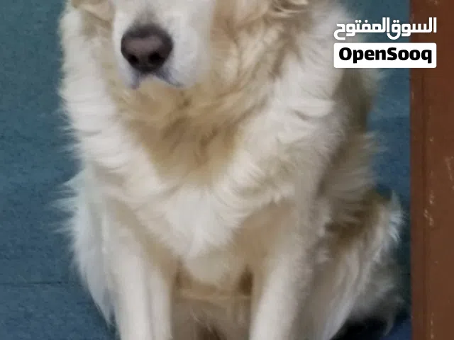 كلب جولدن ست سنوات مدرب تدريب كامل لعوب ودود جدا ومعافى .اقرا المزيد.