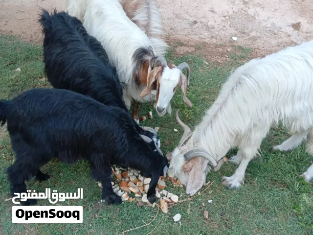 السلام عليكم ماعز زوز امهات وزوز جديان وحدا صغير الاجمالي خمسة
