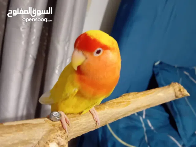 انثى روز اليفه جدا ست اشهر متعلم صوت البوسه