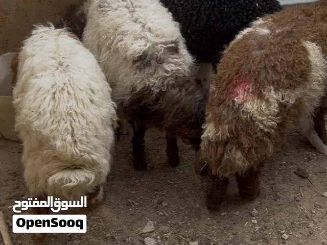 عبر للبيع في المفرق بسعر مغري عدد 8 السوم وصل 1080 دينار والبيع قريب ان شاء الله
