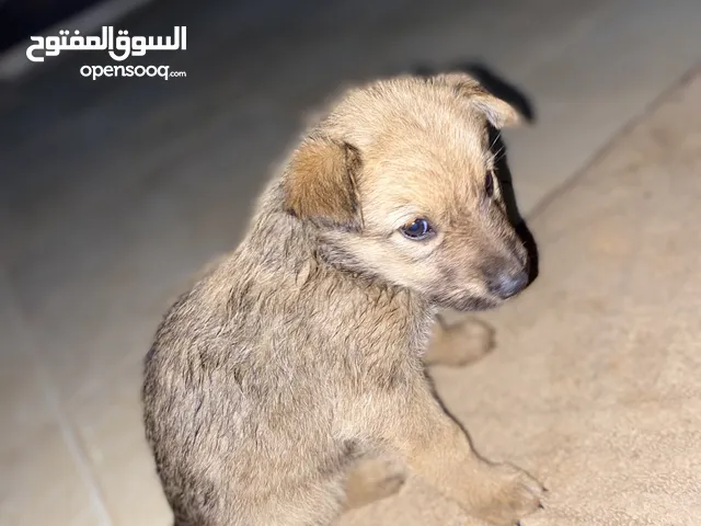 ملينوا عمرها 28يوم