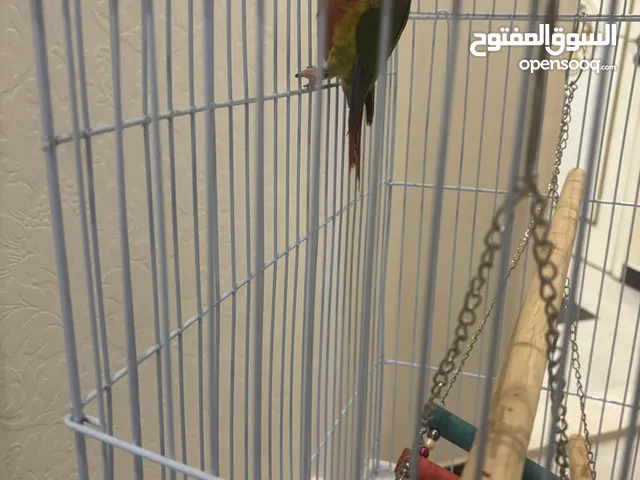 كنيور قرين شيك