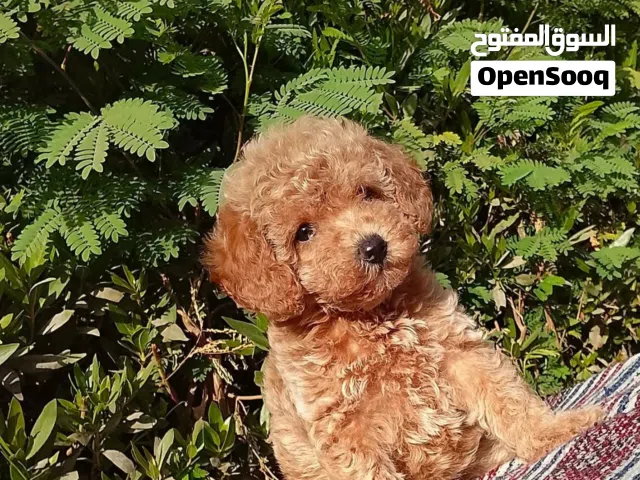 Toy poodle متاح توي بودل