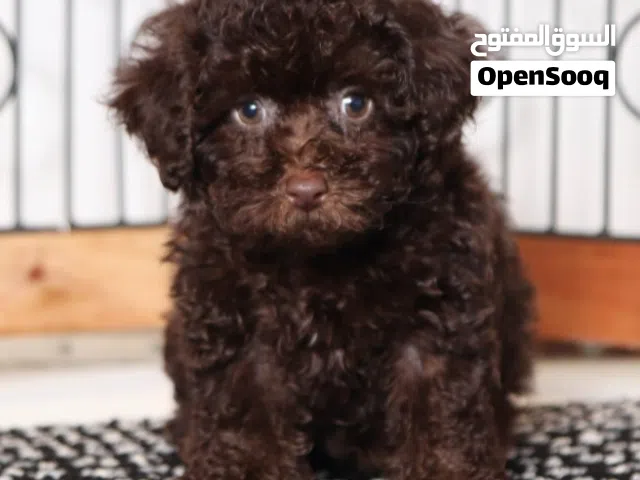 Toy Poodle  / لعبة القلطي