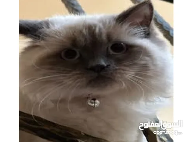 Kitten wanted for adoption مطلوب قط صغير العمر للتبني