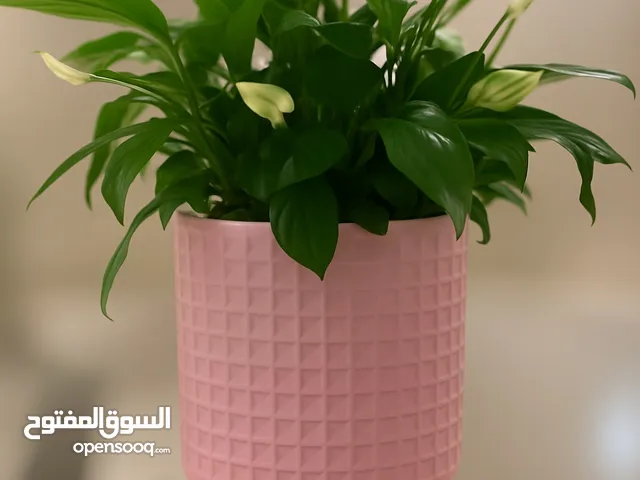 فازات للبيع