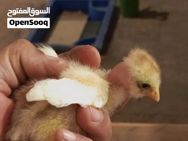 كتاكيت ابو ركيبة