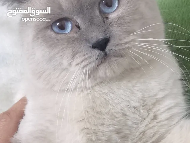 ذكد سكرتش بوينت بلو