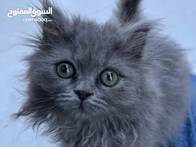 British longhair برتش لونج هير