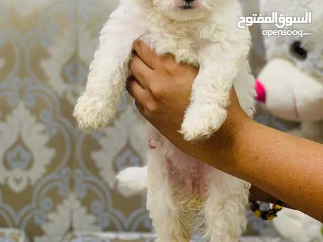 maltipoo puppys