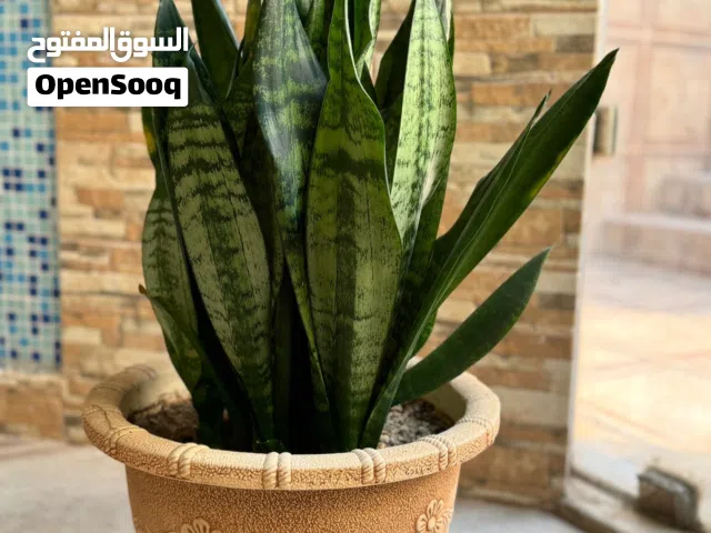 Sansevieria Air-purifying Snake Plant Large height 72 cm