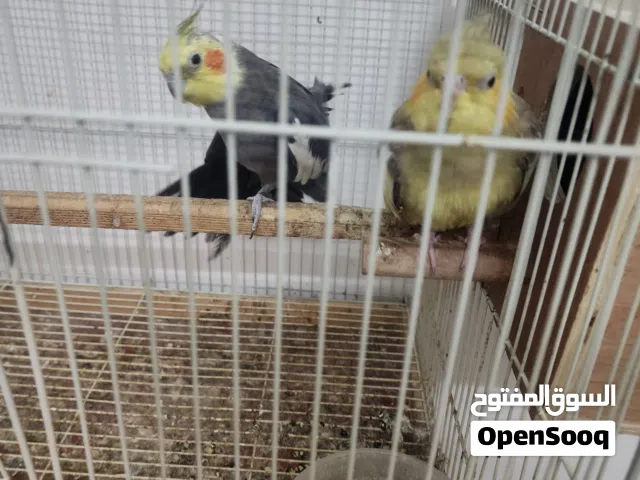 cocktail birds pair with cage