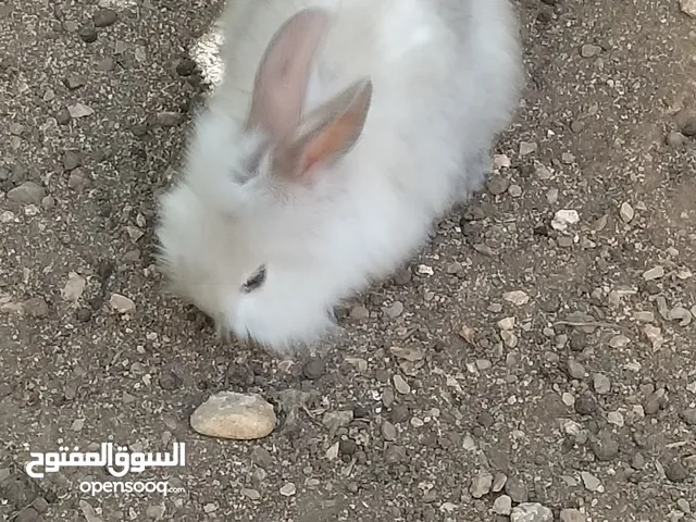 vent 4 Petit lapin,race tête de lion