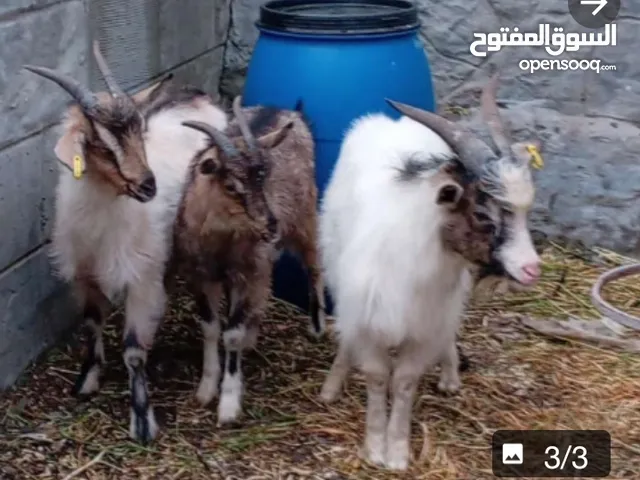 3 معزايات نوع البينو مقزم