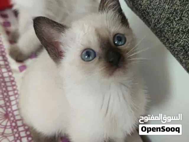 قطط صغيرة سيامي للبيع
