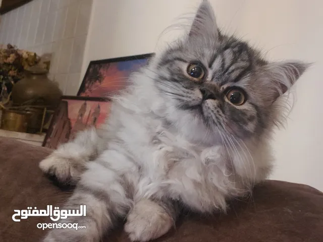 Adorable 6-Month Kitten girl Looking for a Loving Home! Mix Humalayen and British
