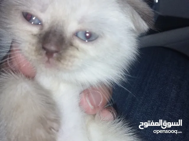 قطة للبيع نوع سكوتش فولد سيامي العمر شهرين و اسبوع انثى