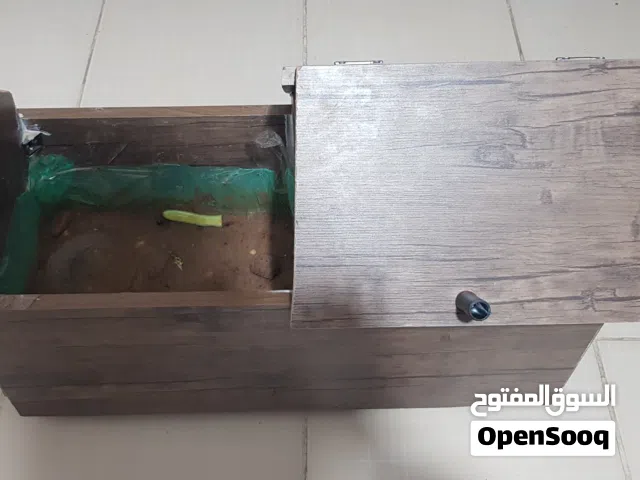 سلاحف بيبي عدد3 مع بيت كامل