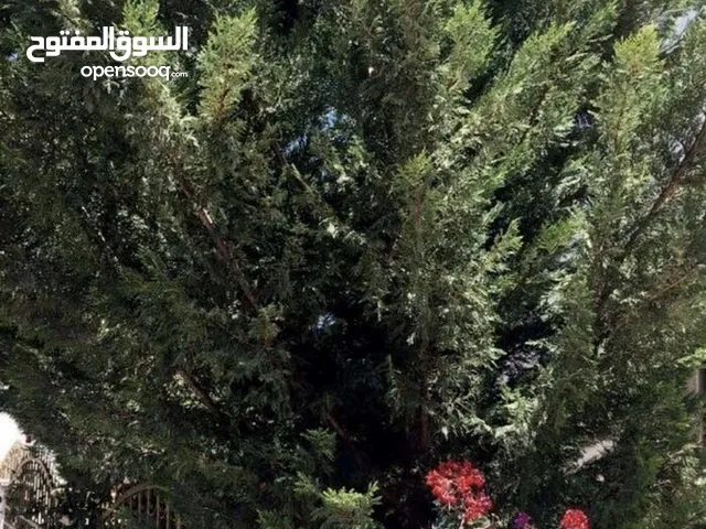 450 m2 4 Bedrooms Villa for Sale in Amman Dabouq