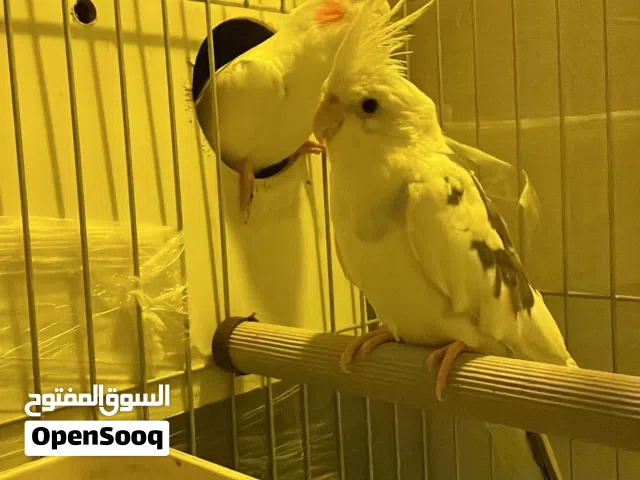 ذكرين كوكتيل للبيع