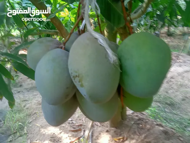 تطعيم وتقليم أشجار الفواكه والموالح