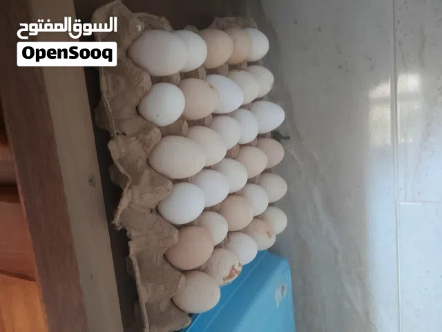 متوفر بيض عربي  .                ....                  ....                .              .