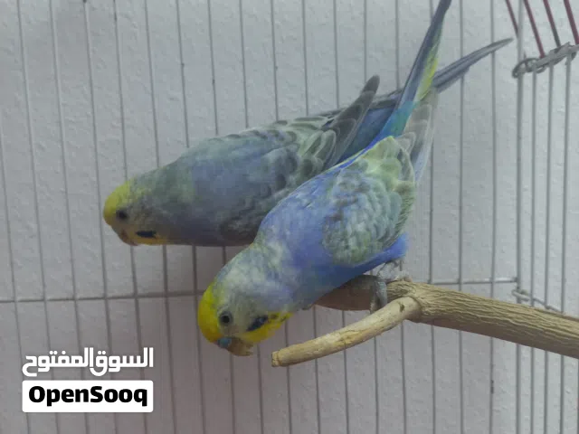 رينبو خط ثاني
