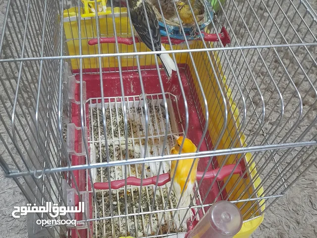 طيور كناري للبيع