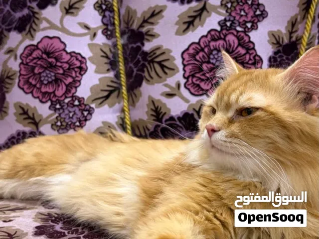 استماره قط برتقالي لعوب للبيع