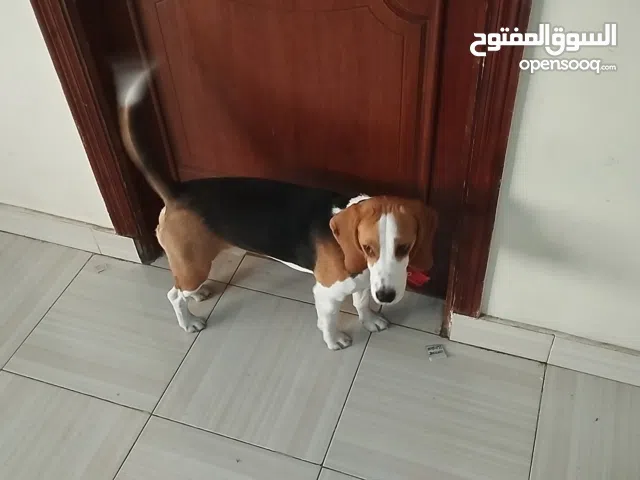 كلب بيجل ولد 9 شهور