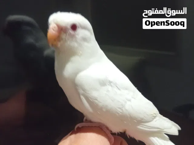 فرخ براكيت رد رامب لون البينو