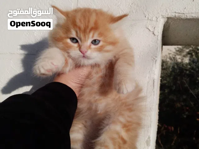 قطط شرازي مكس انجورا