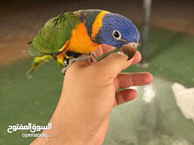 انتاج محلي بصحة ممتازة لوري ريمبو (رد كولورد) local breed healthy and friendly rainbow Lory
