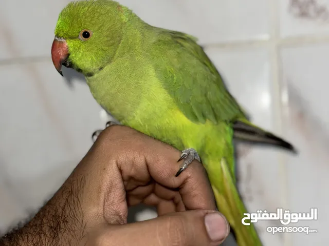 Non biting parrot