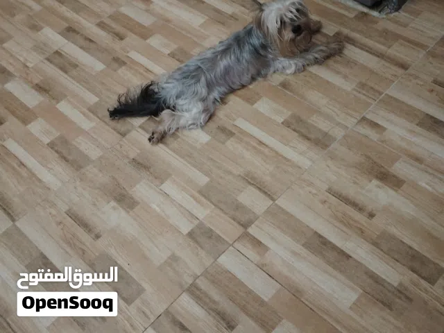 ذكر يوركشاير من اجمل الذكور مستورد