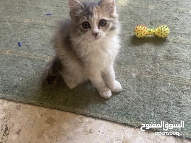 قطط للبيع او التبني