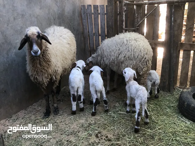 زوز نعجات امتاومات مشاء الله