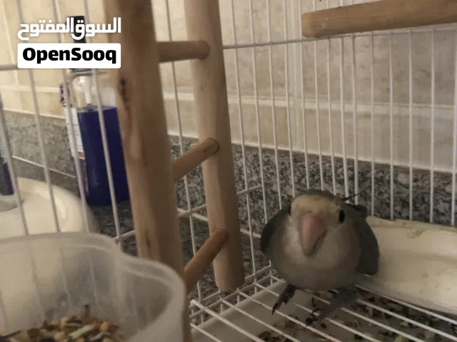 طائر الروز  هدهد خارجي اليف+قفص+درج لعبه+حبار