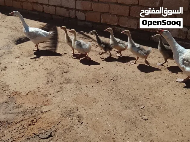 دكر وانتايه  وز كبار وزوز انتيات كيف كبرات و7كتاكيت