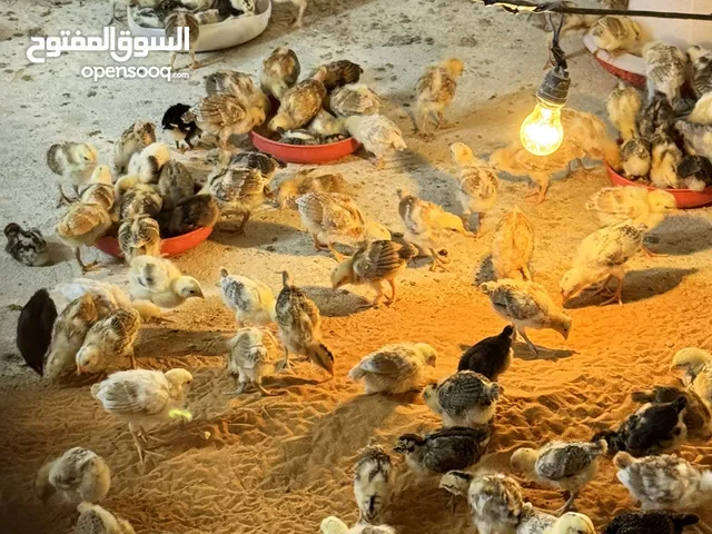 مطلوب شريك مشروع قايم للإنتاج البيض البلدي يبداً انتاج البيض بعد 3 شهور و15 يوم الأطباق التقريبية