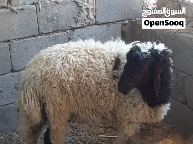 طلي للبيع طويل ولحم خير من الله
