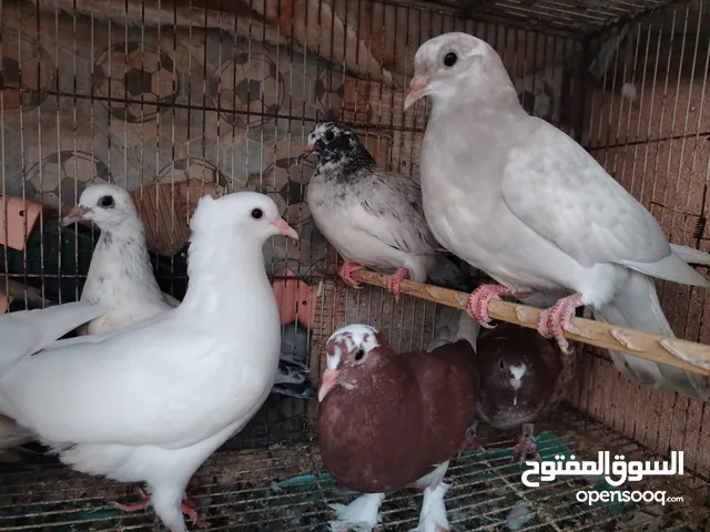 فروخ حمام البيع حق لذبح